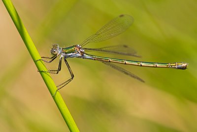 Gewone pantserjuffer/Lestes sponsa ♀