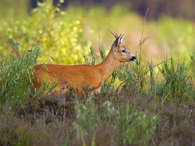 Ree/Roe deer