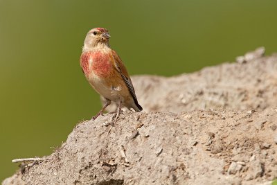 Kneu/Linnet