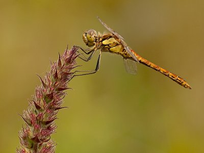 Steenrode heidelibel/Sympetrum vulgatum ♂