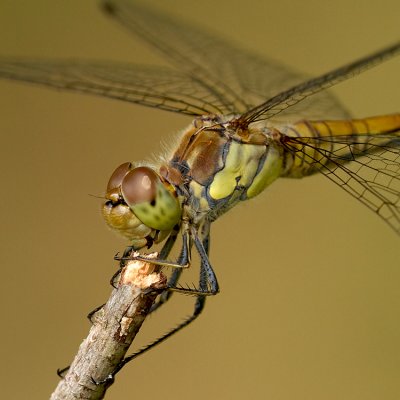 Bruinrode heidelibel/Sympetrum striolatum ♀