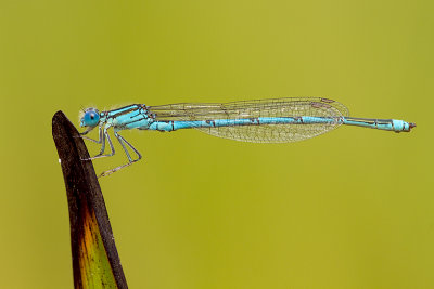 Kanaaljuffer/Erythromma lindenii  ♂