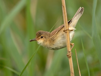 Kleine karekiet/Reed warbler