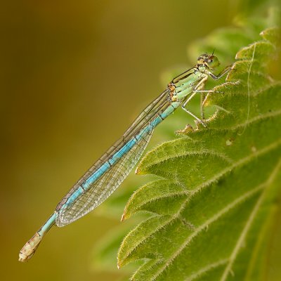 Kanaaljuffer/Erythromma lindenii  ♀