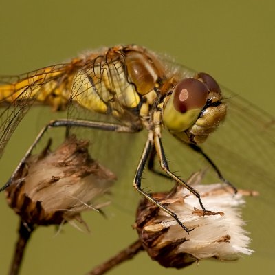 Steenrode heidelibel/Sympetrum vulgatum