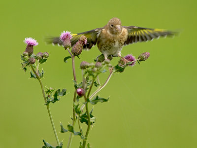 Putter/Goldfinch