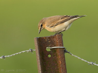 Tapuit/Northern wheatear