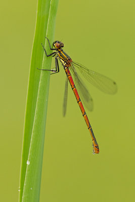 Vuurjuffer/Pyrrhosoma nymphula ♀