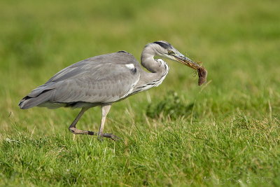 Blauwe reiger/Grey heron