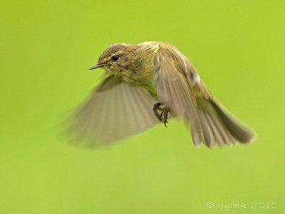 Tjiftjaf/Chiffchaff