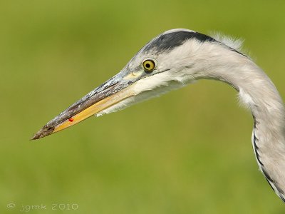 Blauwe reiger/Grey heron