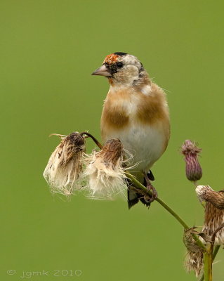 Putter/Goldfinch