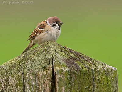Ringmus/Tree sparrow