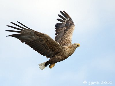 Zeearend/White-tailed eagle