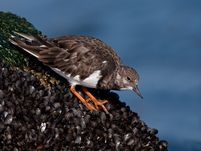 Steenloper/Turnstone