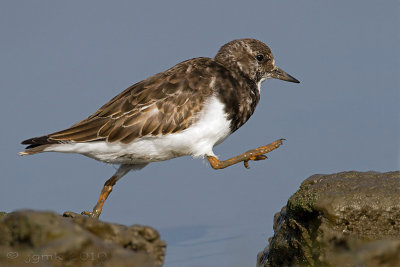 Steenloper/Turnstone