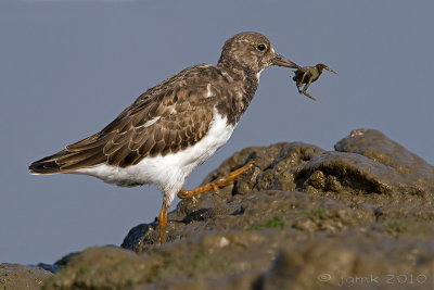 Steenloper/Turnstone