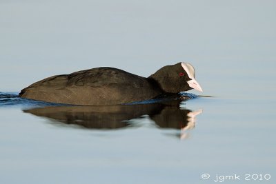 Meerkoet/Eurasian coot