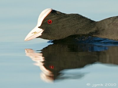 Meerkoet/Eurasian coot