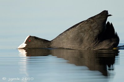 Meerkoet/Eurasian coot