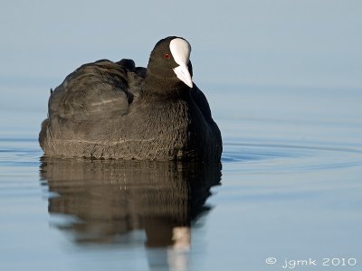 Meerkoet/Eurasian coot