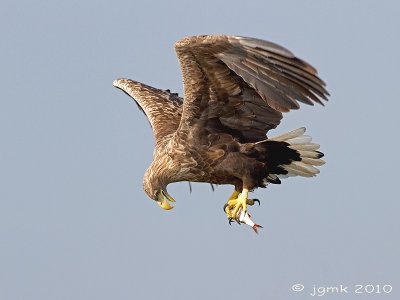 Zeearend/White-tailed eagle