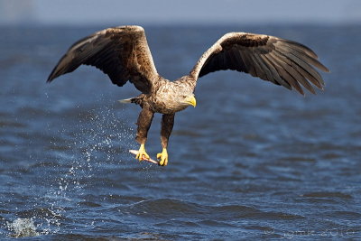 Zeearend/White-tailed eagle