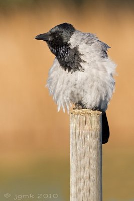 Bonte kraai/Hooded crow