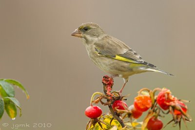 Groenling/Greenfinch