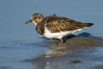 Steenloper/Turnstone