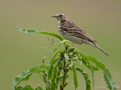 Graspieper/Meadow pipit