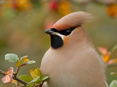 Pestvogel/Bohemian waxwing