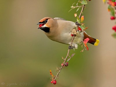 Pestvogel/Bohemian waxwing