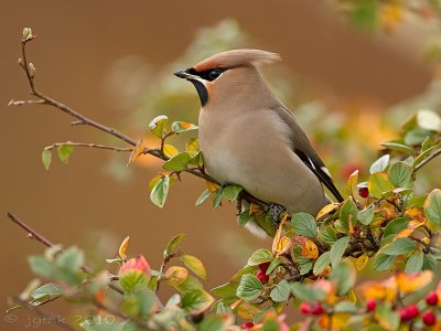 Pestvogel/Bohemian waxwing