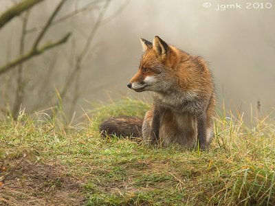 Vos/Red fox
