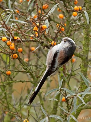 Staartmees/Long-tailed tit