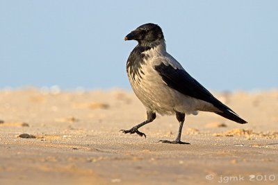 Bonte kraai/Hooded crow