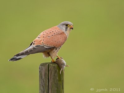 Torenvalk/Kestrel