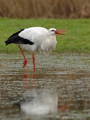Ooievaar/White stork