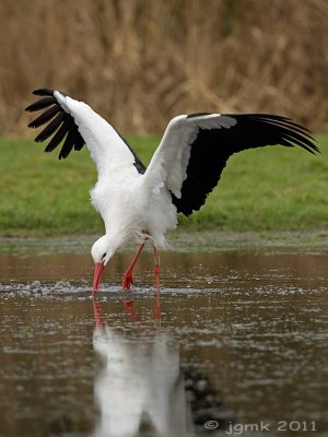 Ooievaar/White stork