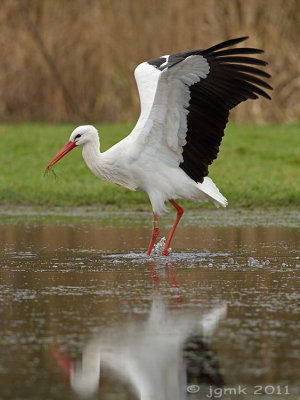 Ooievaar/White stork