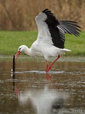 Ooievaar/White stork