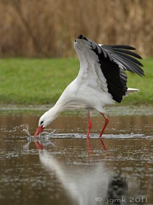 Ooievaar/White stork