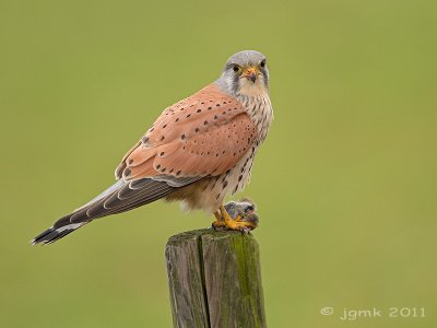 Torenvalk/Kestrel