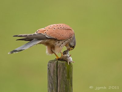 Torenvalk/Kestrel