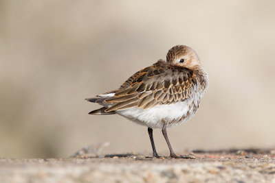 Bonte strandloper/Dunlin