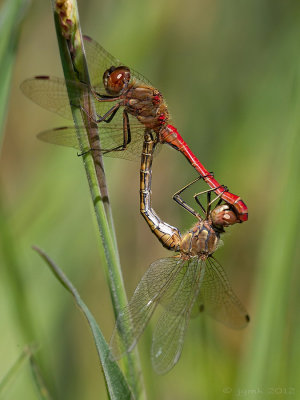 Steenrode heidelibel/Sympetrum vulgatum ♂♀