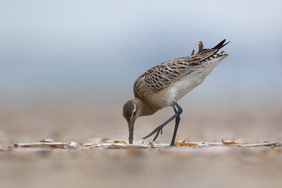 Rosse grutto/Bar-tailed godwit