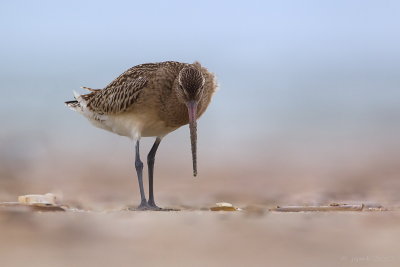 Rosse grutto/Bar-tailed godwit