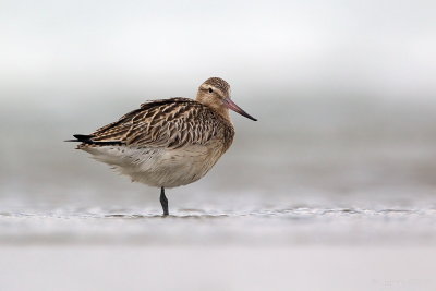 Rosse grutto/Bar-tailed godwit